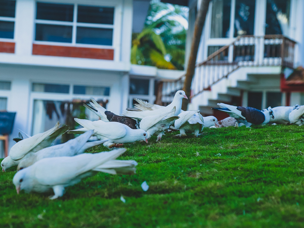 Top Resorts in Kannur